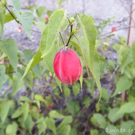 Prázdninový dům Quinta Do Pontido Vieira do Minho