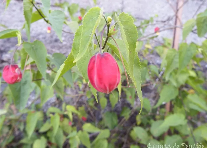 Feriehus Quinta Do Pontido Vieira do Minho